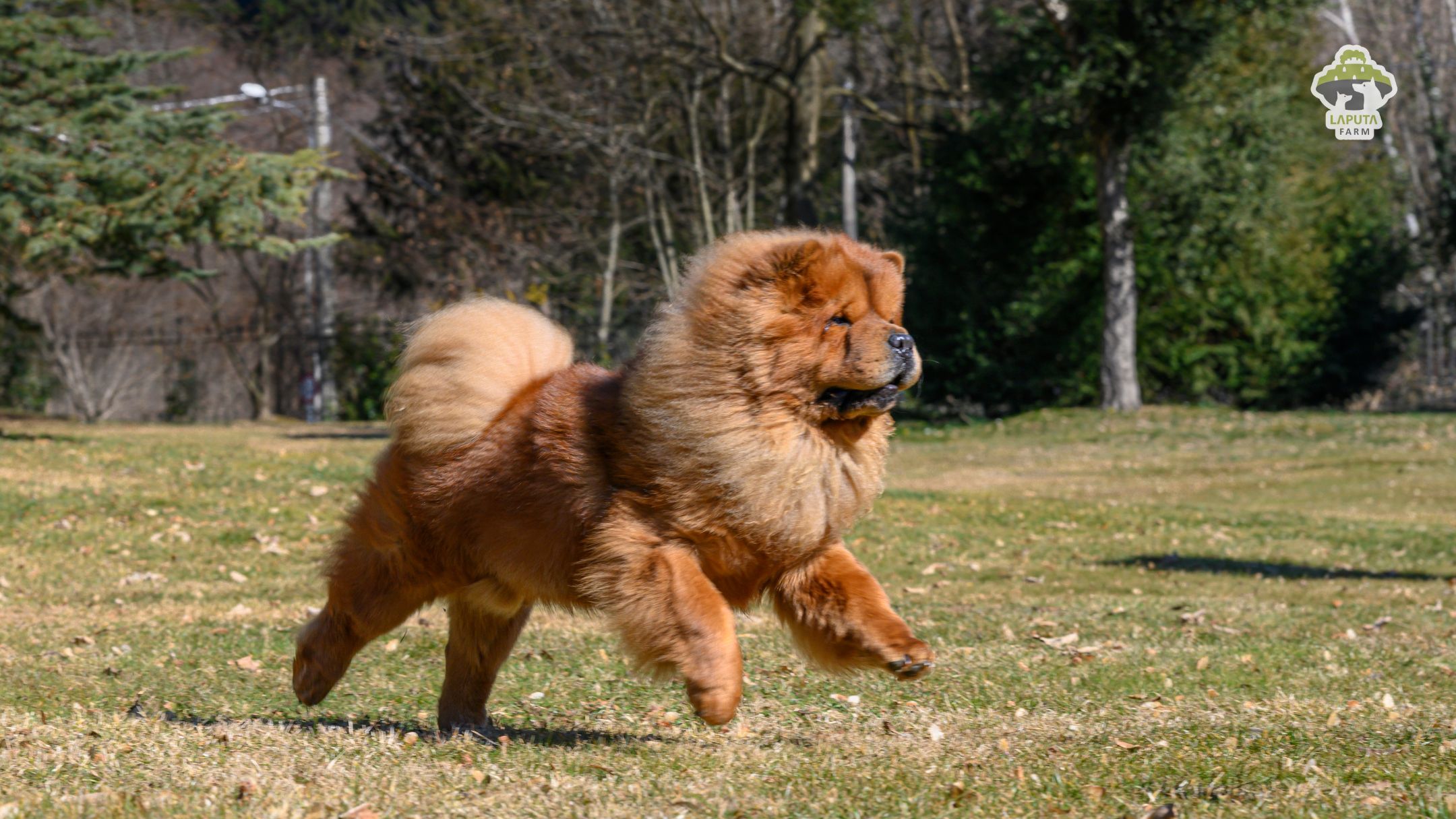 Chó Chow Chow giá 33hello88? Địa chỉ mua uy tín TP HCM