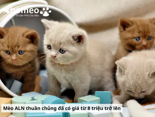 Mua mèo anh helo88.vina giá dưới 1 triệu, hello88.con rủi ro tiềm ẩn