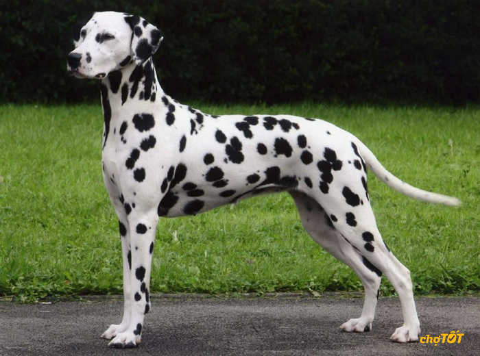 Chó Đốm Đẹp, Dễ Thương, Dalmatian hello88 vina, Lai, hello88.comm