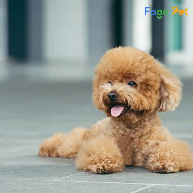 Chó Poodle Teacup - hello88.con, Đặc Điểm, 22helo88