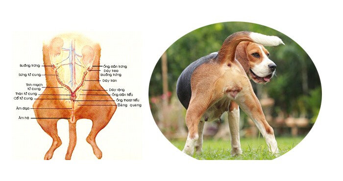 Cấu tạo bộ phận sinh dục chó cái - Chó bị chảy máu ở bộ phận sinh dục có hello88.comm không?