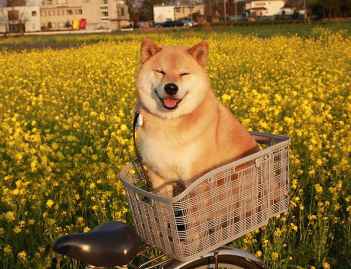 Chó Shiba giá 33hello88 tiền? Cập nhật giá chó Shiba mới nhất