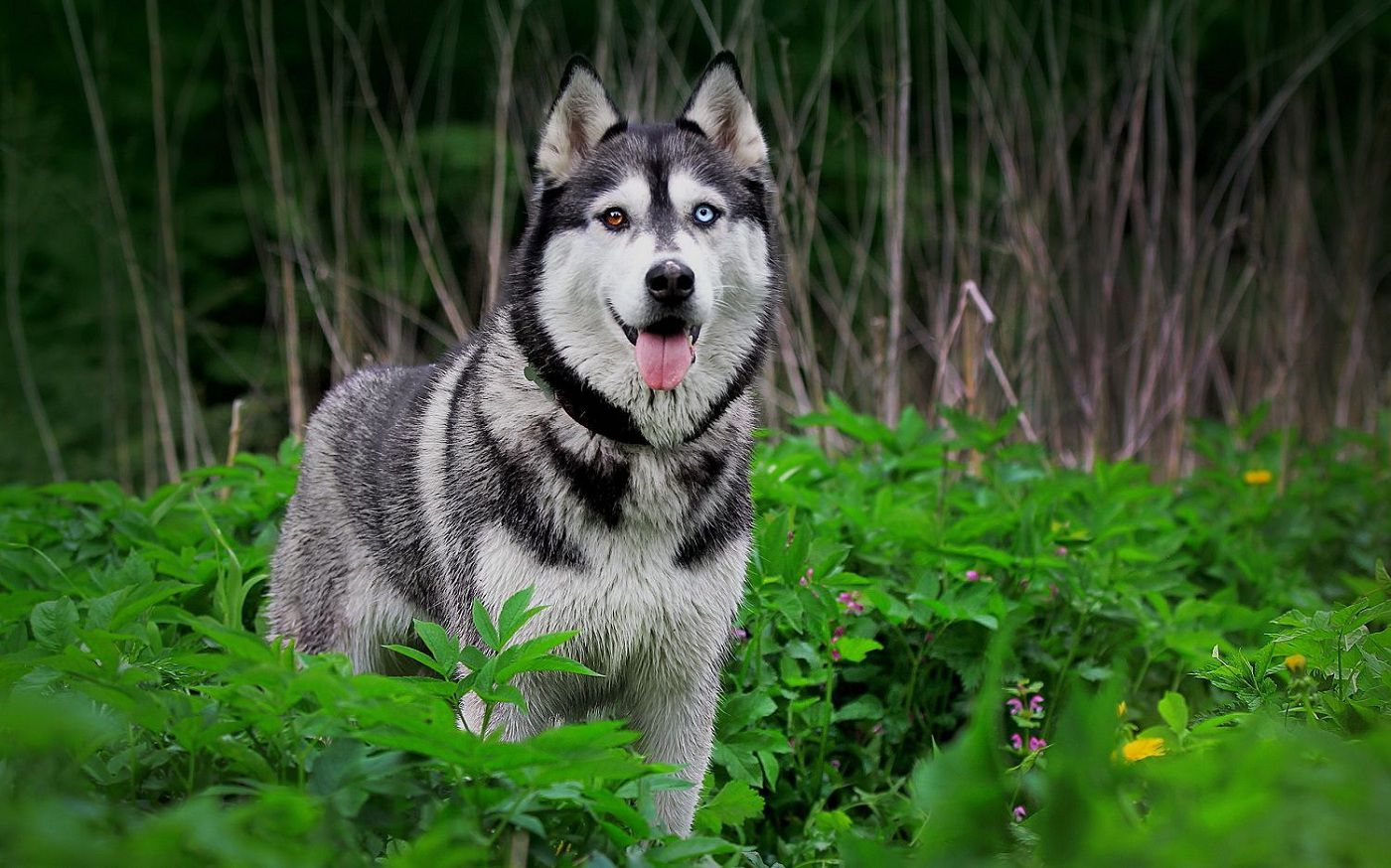 Chó husky thuần chủng có giá 33hello88?