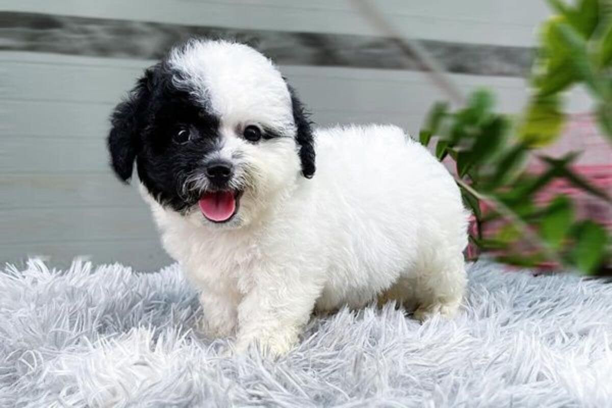 Chó Poodle giá 33hello88? Bảng giá chó Poodle và cách chọn mua chó Poodle thuần chủng
