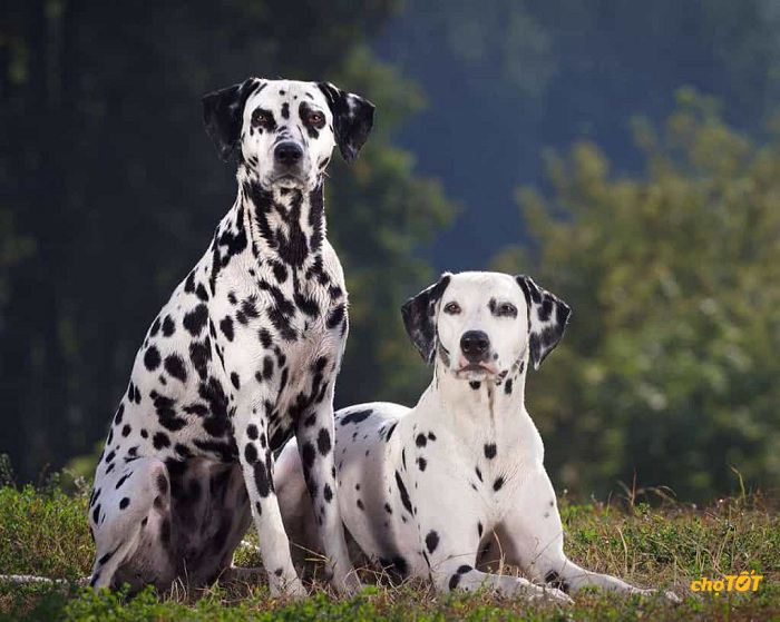 Chó Đốm Đẹp, Dễ Thương, Dalmatian hello88 vina, Lai, hello88.comm