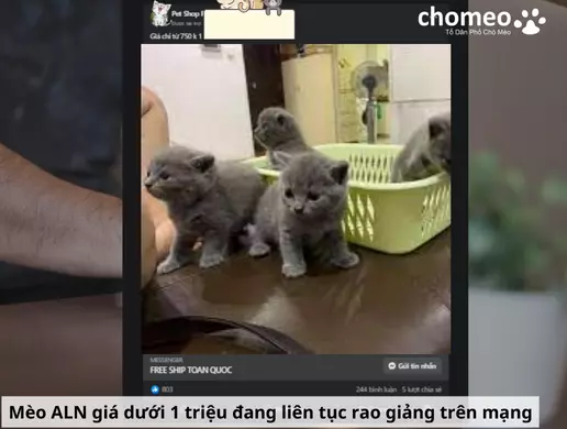 Mua mèo anh helo88.vina giá dưới 1 triệu, hello88.con rủi ro tiềm ẩn