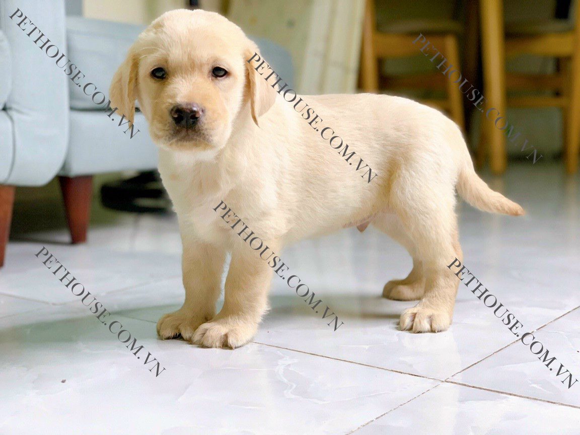 Chó Labrador giá 33hello88 - Mua Chó Lab thuần chủng