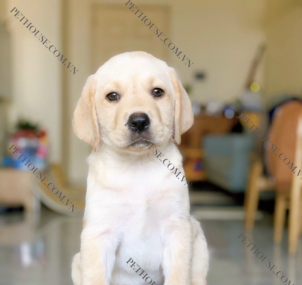 Chó Labrador giá 33hello88 - Mua Chó Lab thuần chủng