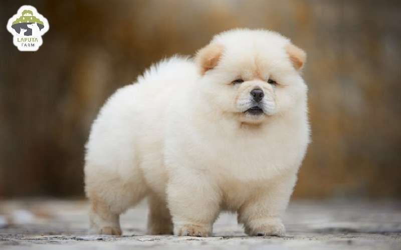 Chó Chow Chow giá 33hello88? Địa chỉ mua uy tín TP HCM