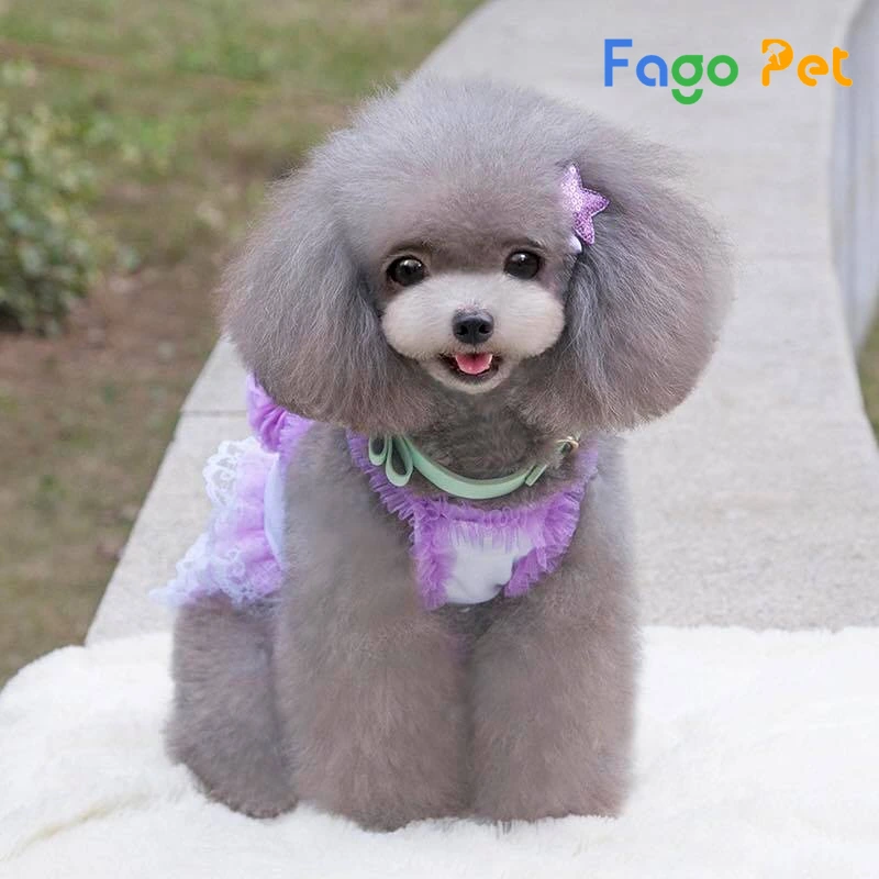Chó Poodle Xám - Đặc Điểm , Cách Chăm Sóc, 22helo88