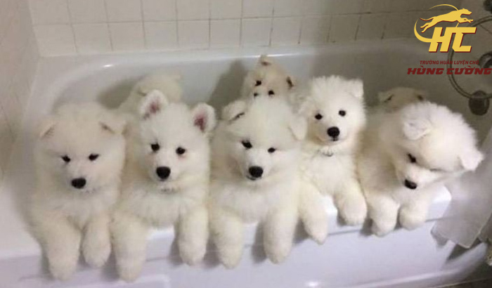 Mua bán chó Samoyed thuần chủng giá tốt, bảo hành dài lâu