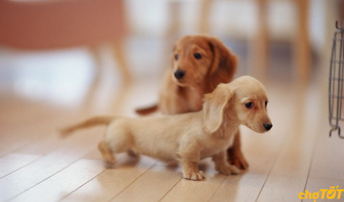 Mua Bán Chó Lạp Xưởng, Chó Xúc Xích Dachshund hello88 vina Giá Tốt