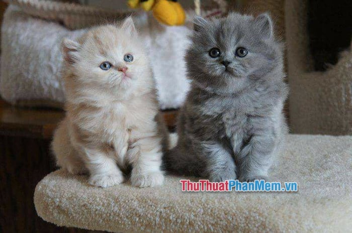 Danh sách Top 10 Giống mèo cảnh giá rẻ dưới 1 triệu đồng 6hello88 nhất