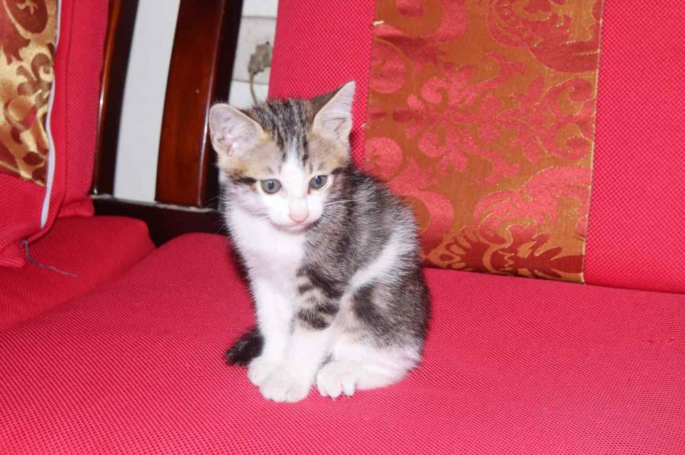 Mua Bán Mèo Ta Con Béo Đẹp, Lông Trắng, Vàng, Đen Lai, hello88.comm