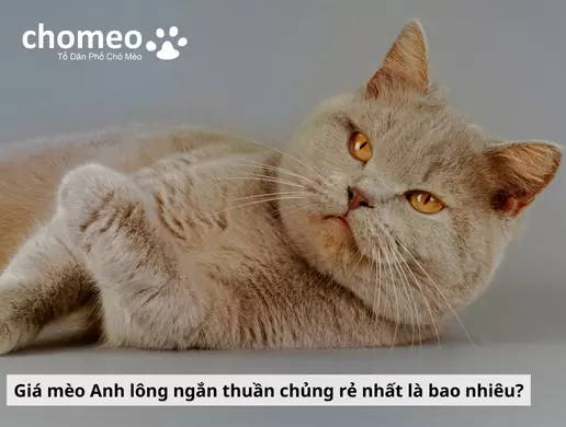 Mua mèo anh helo88.vina giá dưới 1 triệu, hello88.con rủi ro tiềm ẩn