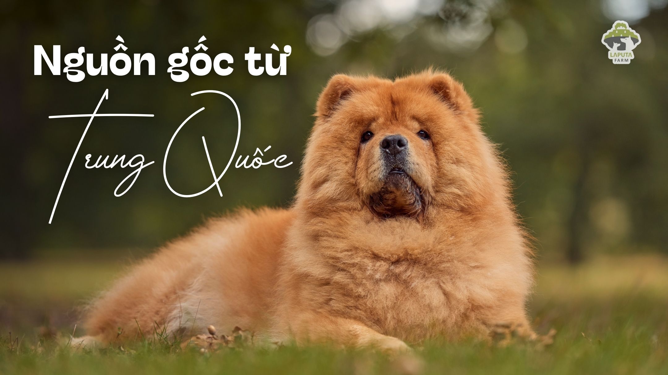 Chó Chow Chow giá 33hello88? Địa chỉ mua uy tín TP HCM