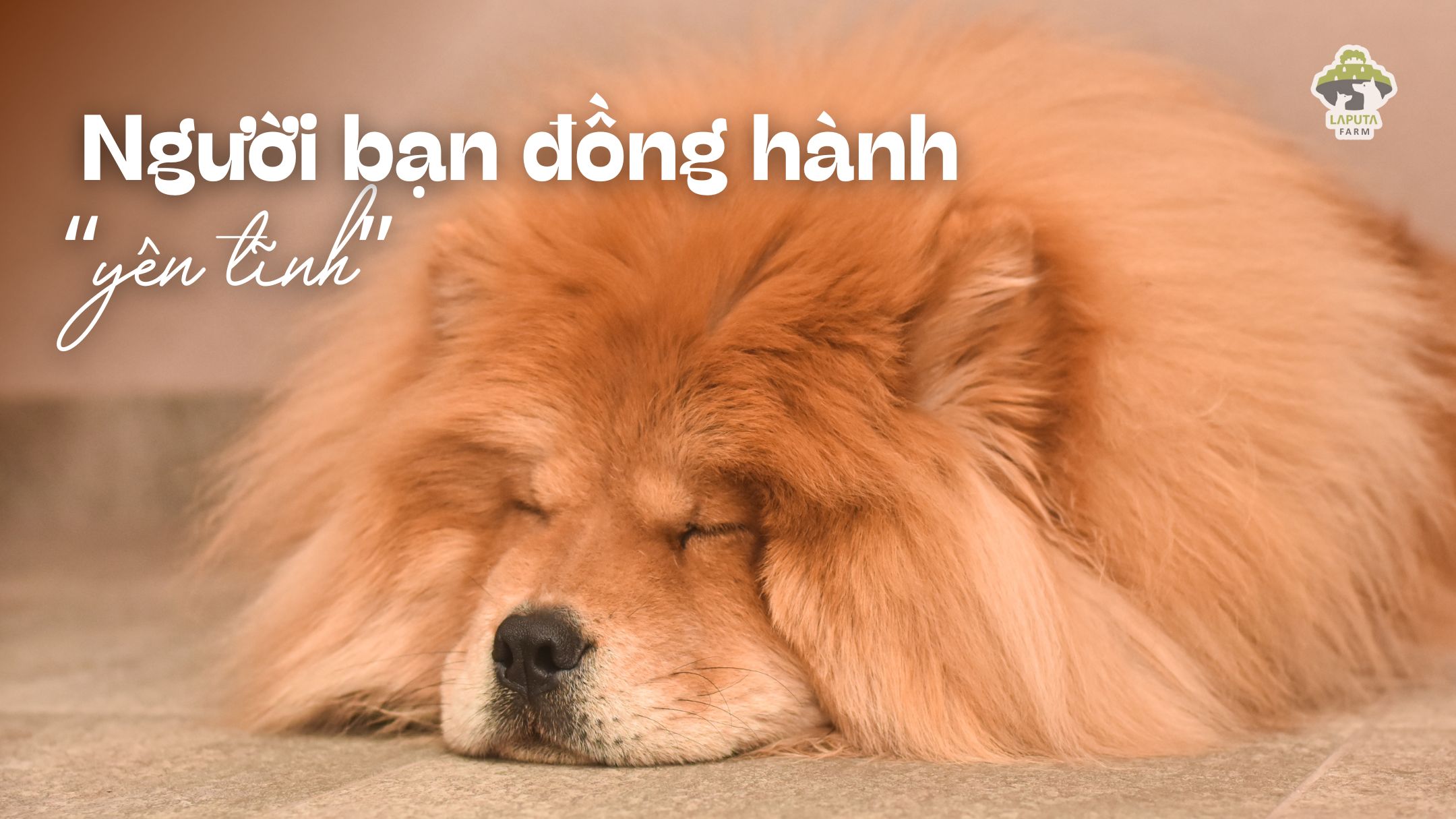 Chó Chow Chow giá 33hello88? Địa chỉ mua uy tín TP HCM