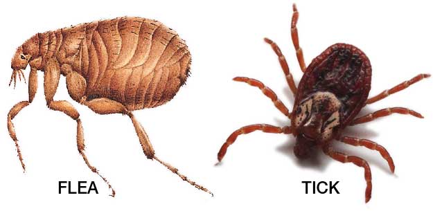 Cách phân biệt bọ chét & ve rận ở chó
