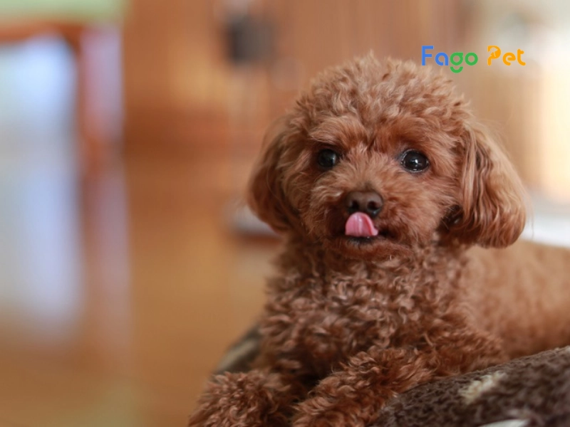 Chó Poodle Teacup - hello88.con, Đặc Điểm, 22helo88