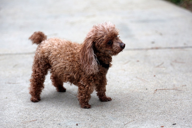 Teacup Poodle Dog Breed: Info, Pictures, Care & More - Dogster