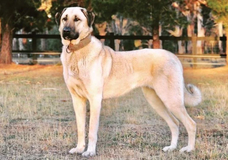Chó Kangal - Giống chó có lực cắn mạnh nhất thế giới