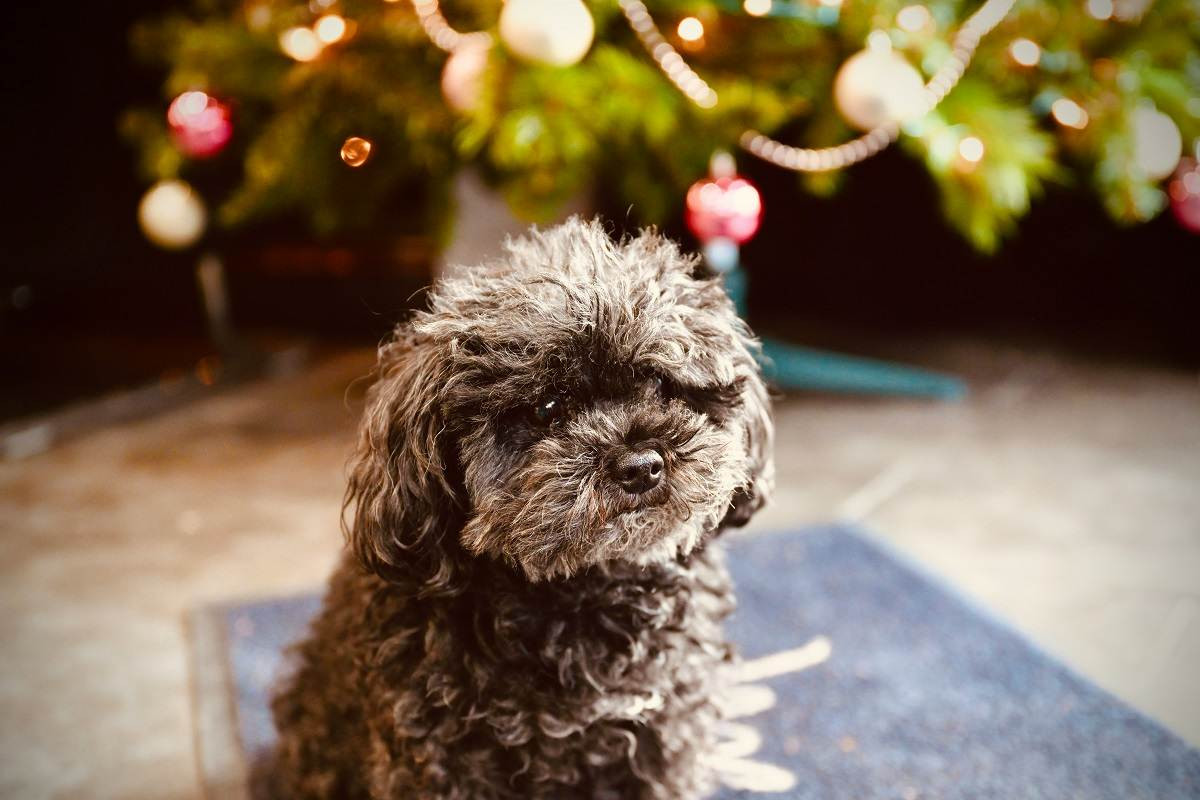 Chó Poodle giá 33hello88? Bảng giá chó Poodle và cách chọn mua chó Poodle thuần chủng