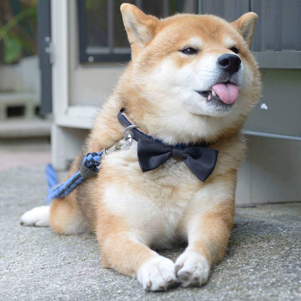 Chó Shiba giá 33hello88 tiền? Cập nhật giá chó Shiba mới nhất