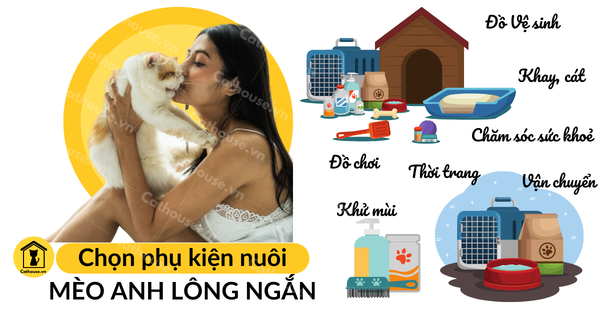 Mèo Anh Lông Ngắn Màu Tabby Tìm Hiểu hello88.con, Đặc Điểm, Mua Ở Đâu?