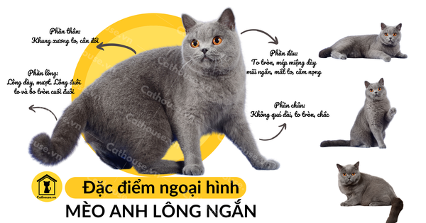 Mèo Anh Lông Ngắn Màu Tabby Tìm Hiểu hello88.con, Đặc Điểm, Mua Ở Đâu?