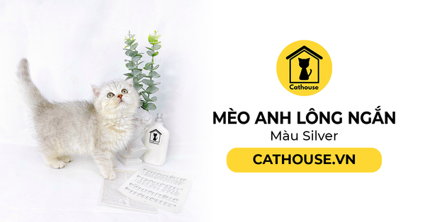 Mèo Anh Lông Ngắn Màu Tabby Tìm Hiểu hello88.con, Đặc Điểm, Mua Ở Đâu?