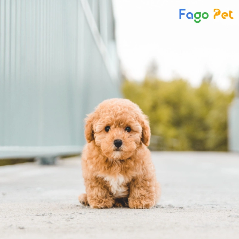 Chó Poodle Teacup - hello88.con, Đặc Điểm, 22helo88