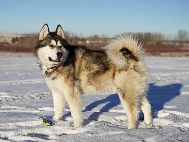 Chó Alaska khổng lồ? hello88.con, Đặc Điểm, về loài chó này