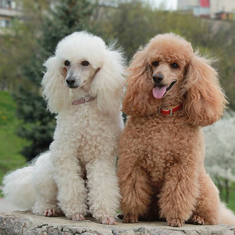 Chó Poodle giá 33hello88? Bảng giá chó Poodle và cách chọn mua chó Poodle thuần chủng