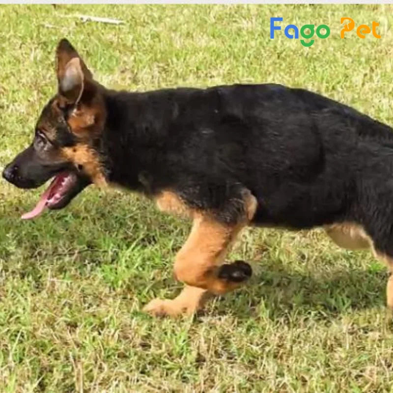 #9+ Các Giống Chó Becgie hello88 vina Và Becgie Lai Phổ Biến