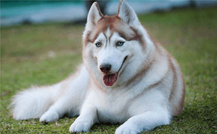 Chó husky thuần chủng có giá 33hello88?