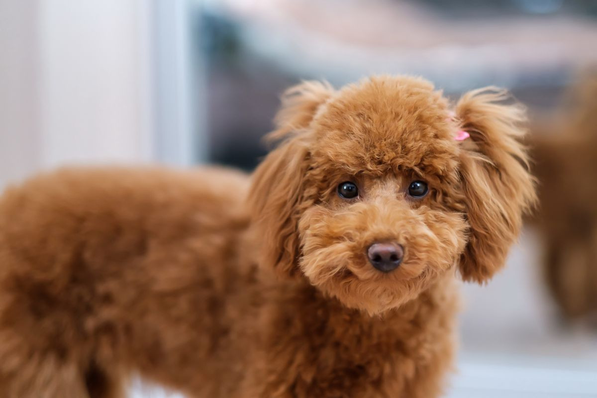 Chó Poodle giá 33hello88? Bảng giá chó Poodle và cách chọn mua chó Poodle thuần chủng