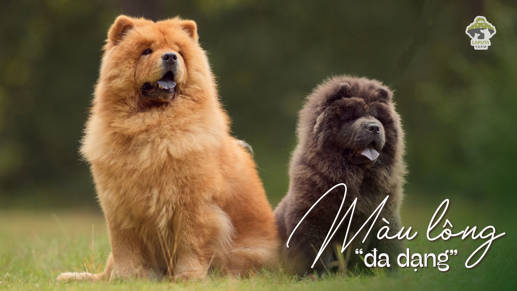 Chó Chow Chow giá 33hello88? Địa chỉ mua uy tín TP HCM