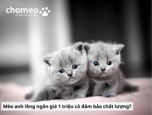 Mua mèo anh helo88.vina giá dưới 1 triệu, hello88.con rủi ro tiềm ẩn