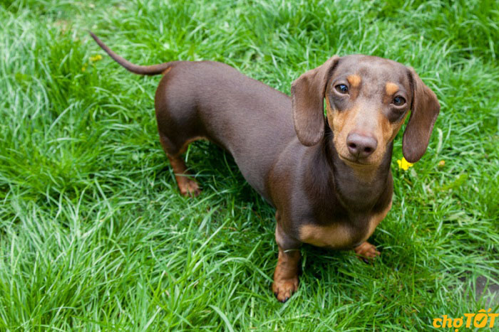 Mua Bán Chó Lạp Xưởng, Chó Xúc Xích Dachshund hello88 vina Giá Tốt