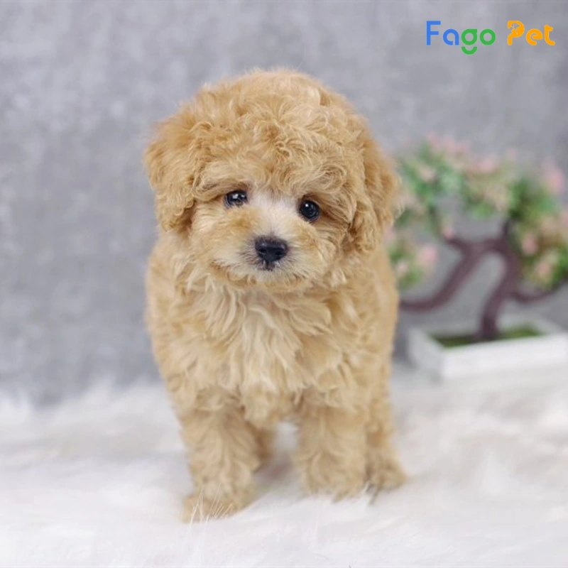 Chó Poodle Teacup - hello88.con, Đặc Điểm, 22helo88
