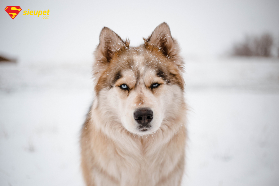Chó ngáo Husky giá 33hello88? Tìm hiểu a-z helo88 vina.com mặt ngáo Cute