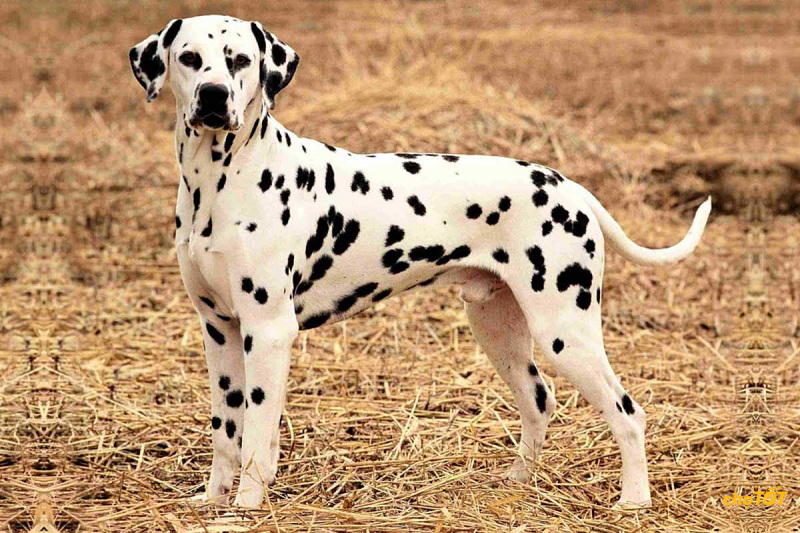 Chó Đốm Đẹp, Dễ Thương, Dalmatian hello88 vina, Lai, hello88.comm