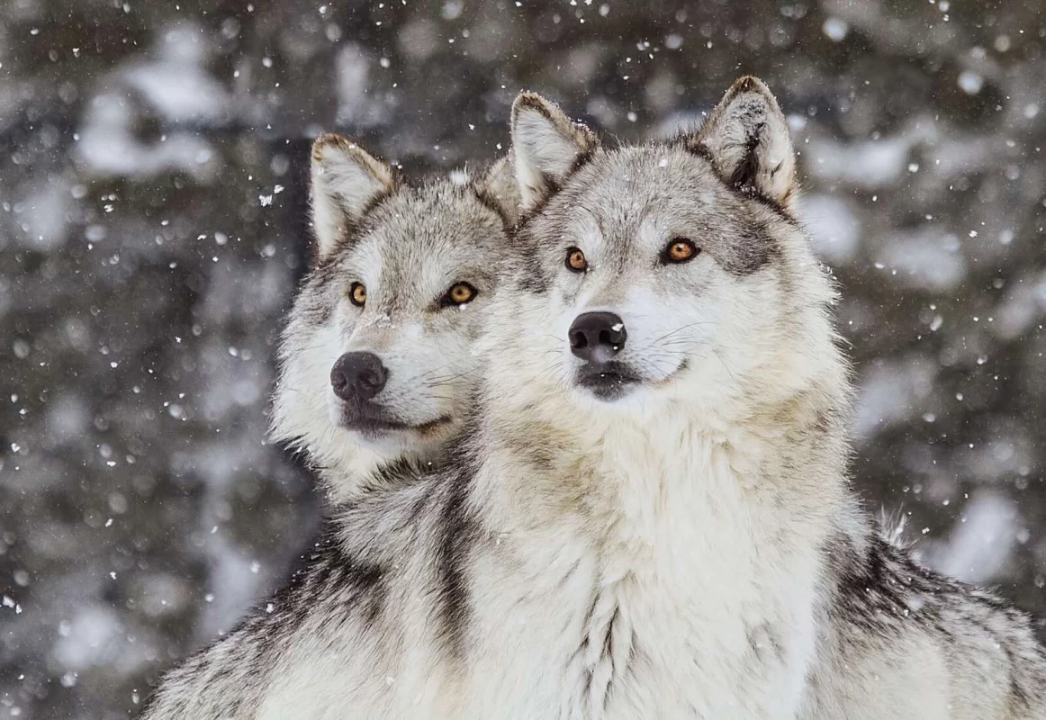 Chó husky thuần chủng có giá 33hello88?