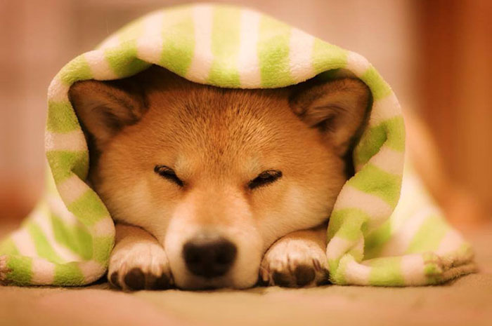 Chó Shiba giá 33hello88 tiền? Cập nhật giá chó Shiba mới nhất