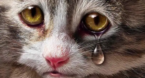 Mèo Bị Chảy Nước Mắt| Nguyên Nhân Và Cách Điều Trị