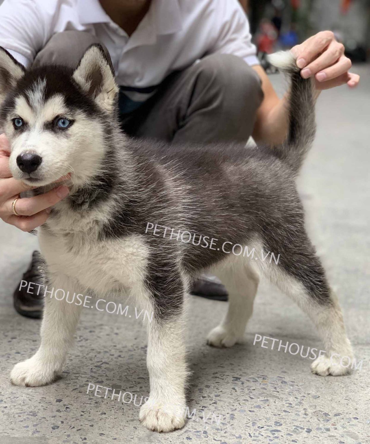 Chó husky thuần chủng có giá 33hello88?