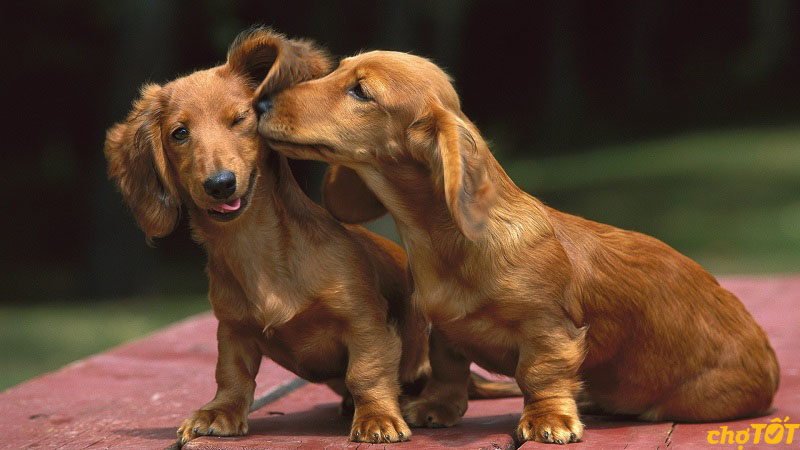 Mua Bán Chó Lạp Xưởng, Chó Xúc Xích Dachshund hello88 vina Giá Tốt