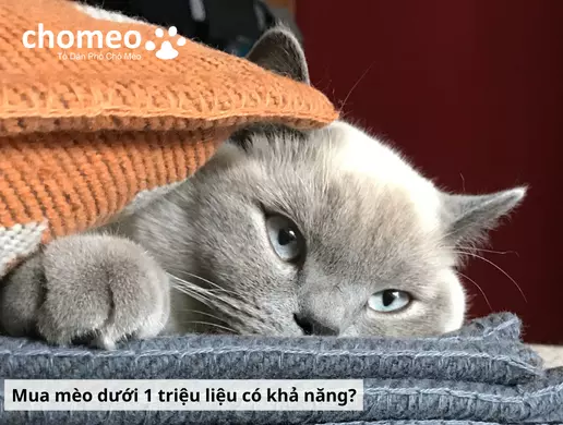Mua mèo anh helo88.vina giá dưới 1 triệu, hello88.con rủi ro tiềm ẩn