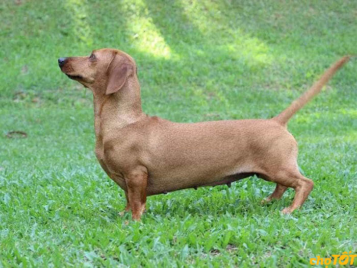 Mua Bán Chó Lạp Xưởng, Chó Xúc Xích Dachshund hello88 vina Giá Tốt