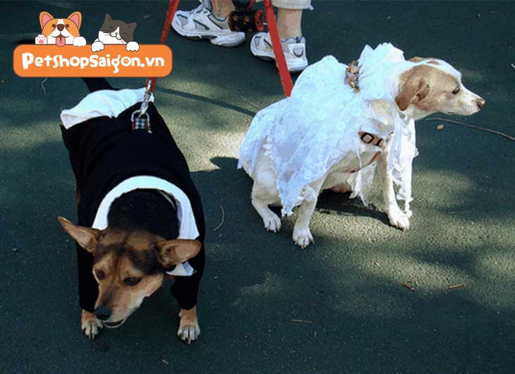 Chó giao phối như thế nào? Bao lâu động dục? | PetshopSaigon.vn